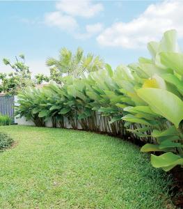 Heliconia - Tanaman Hias - Jasa Desain Bangun Rumah Jogja - Arkamaya Arsitek Kontraktor Jogja - Rumah Kos Villa Hotel YOGYAKARTA